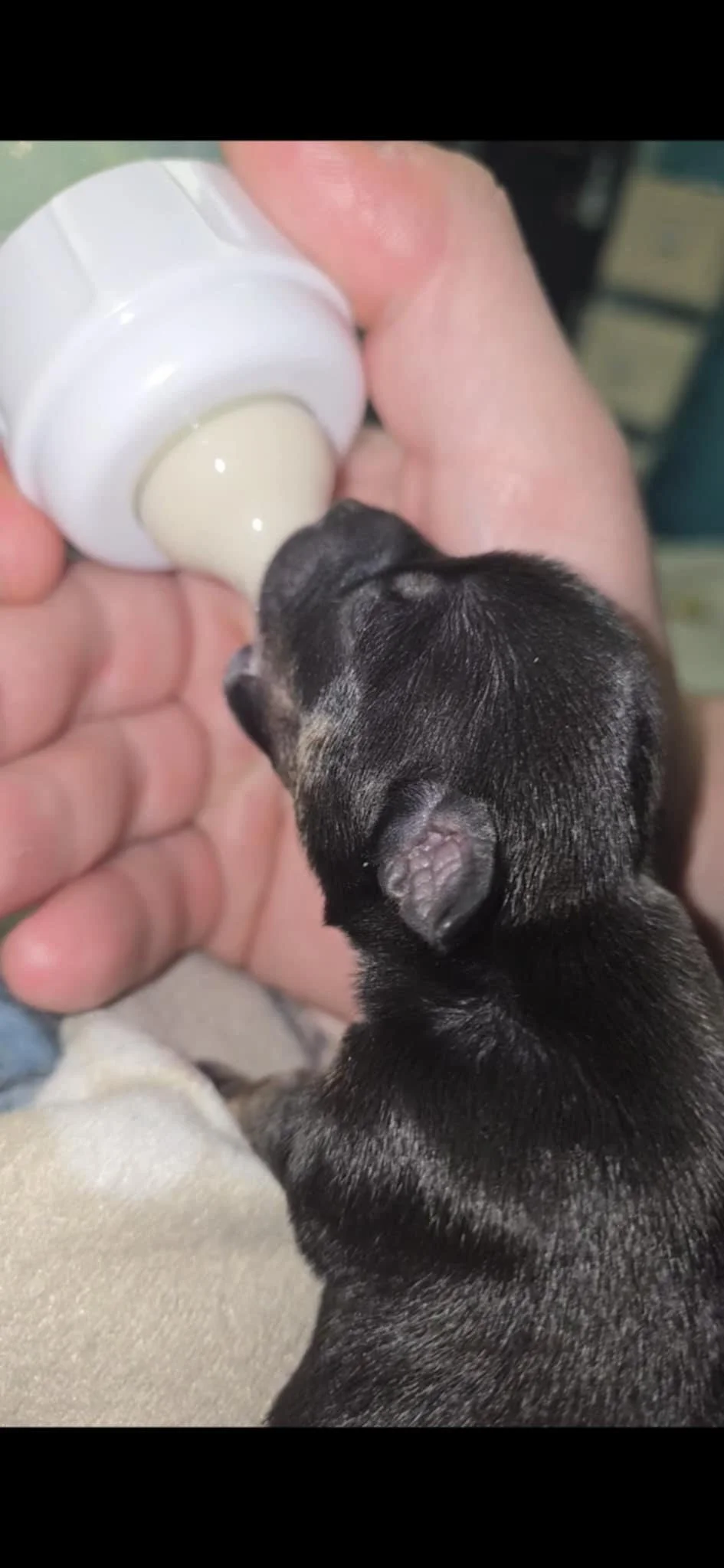 bottle feeding.jpg