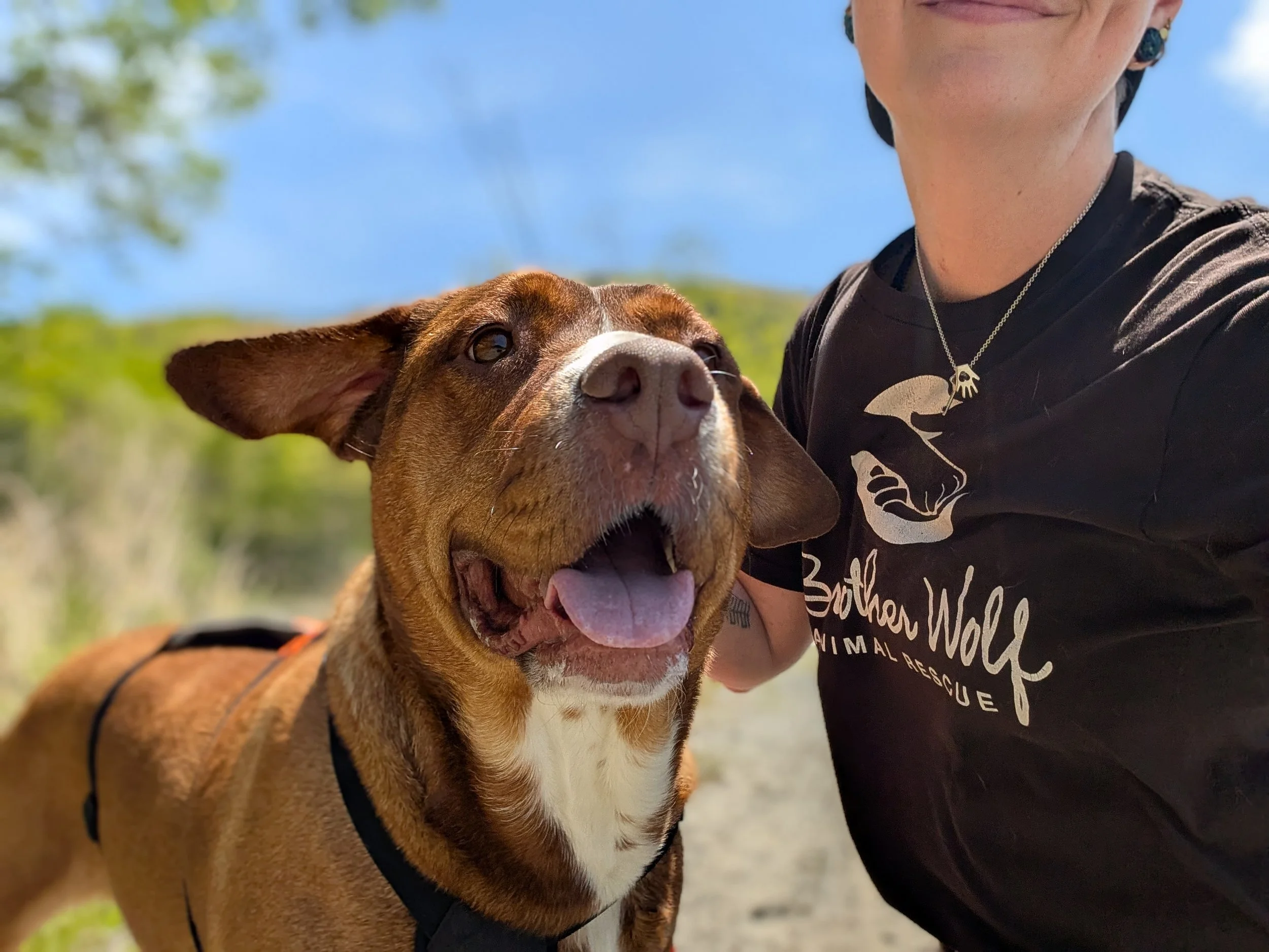 Adoption Event at the Asheville Humane Society