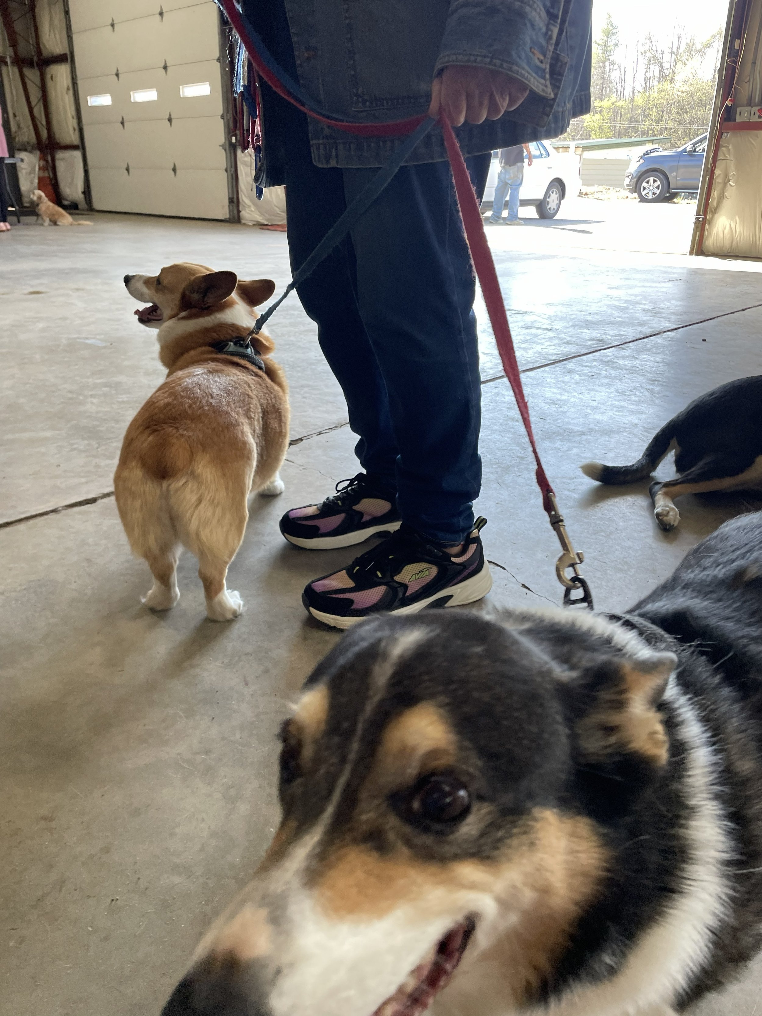 corgis.jpg