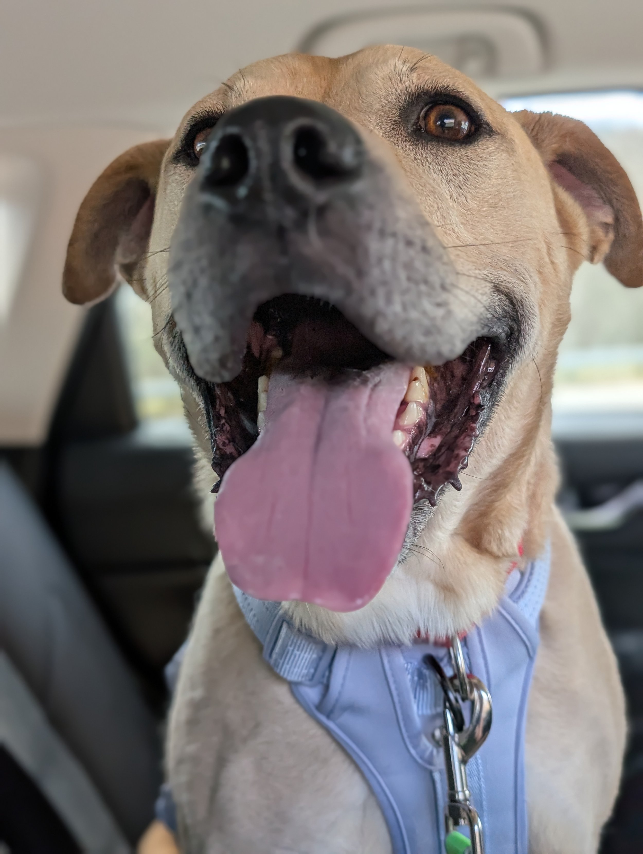 DG the shelter dog is ready to go on an adventure