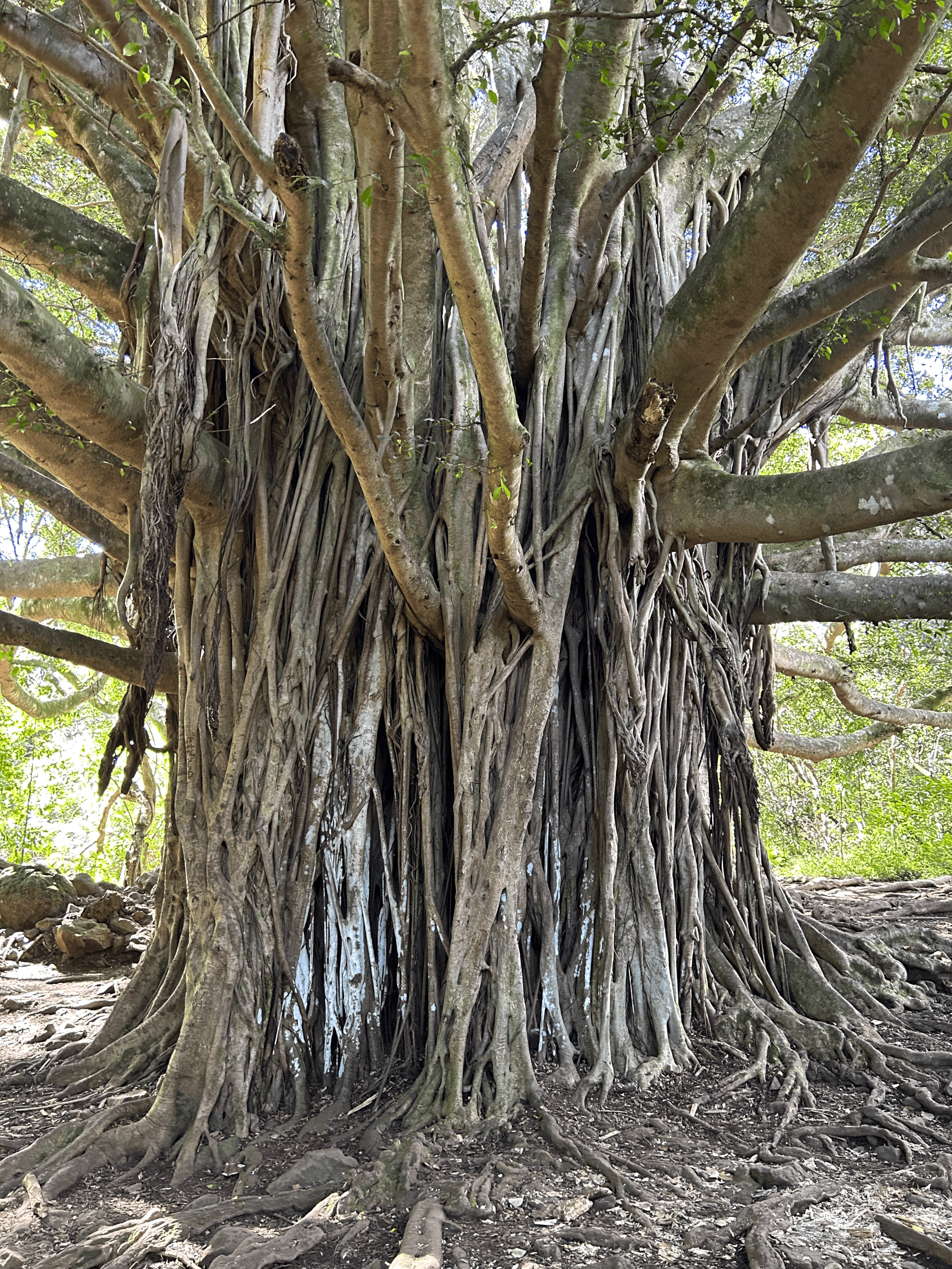 Maui, Hawaii - Pipiwai Trail
