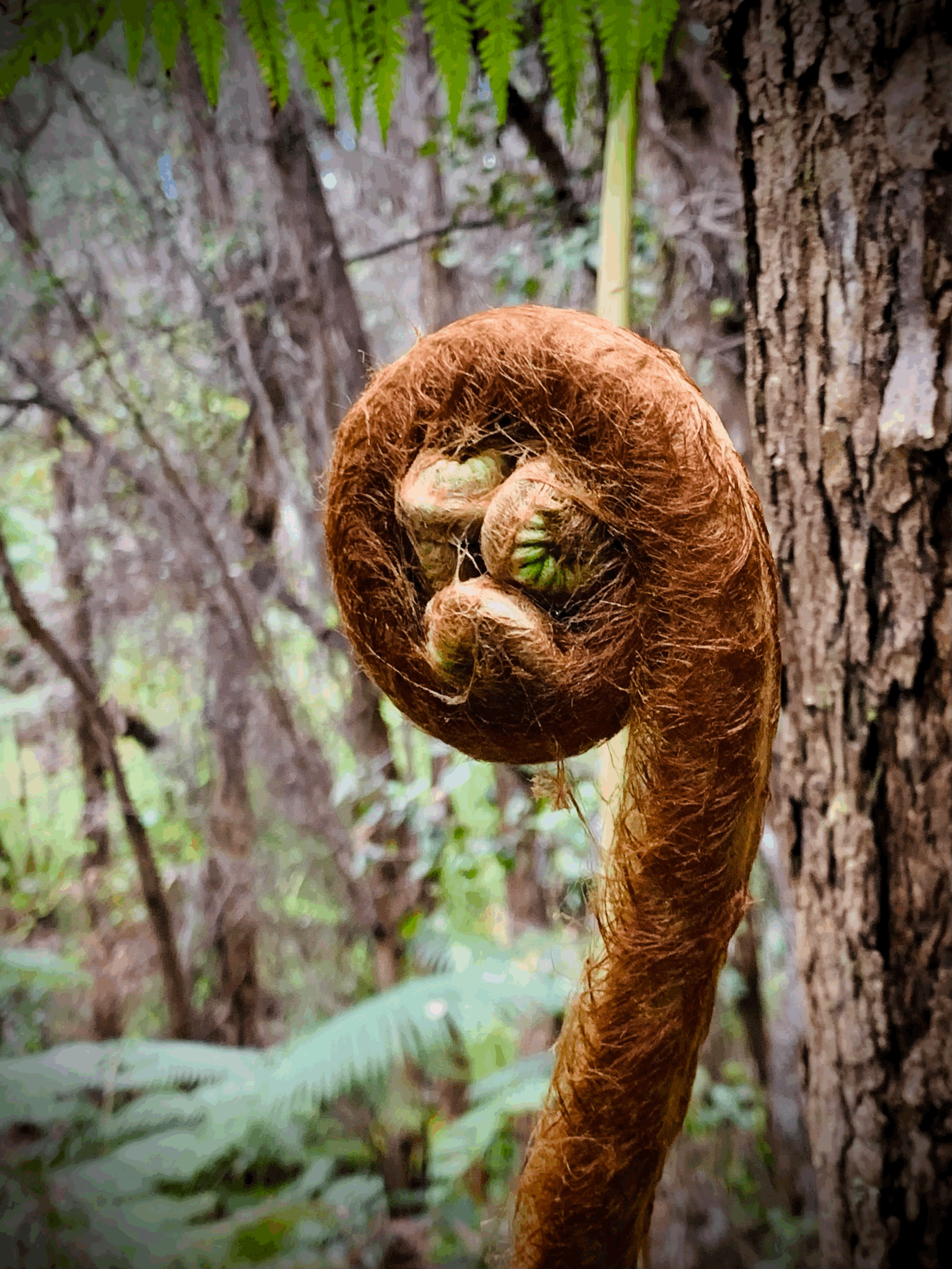 Hawaii Volcanoes National Park, Hawaii