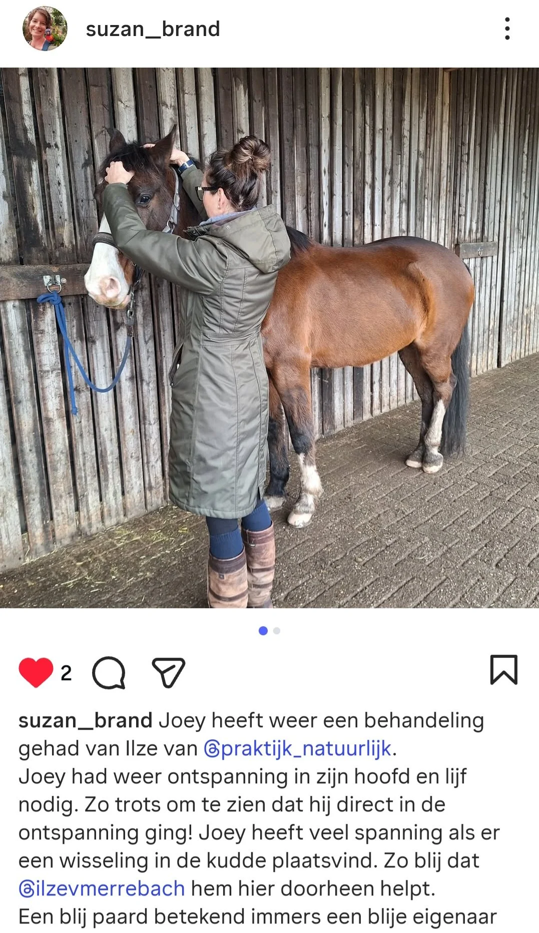 Therapeut behandelt paardenhoofd met craniosacraal techniek bij hoofdschudden