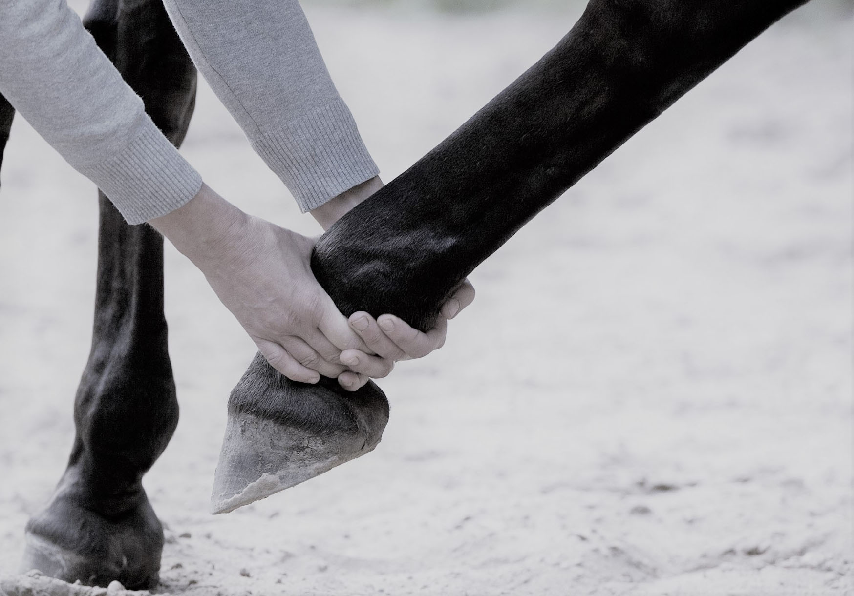 duurzame grondstof Normalisatie Volwassenheid Paardenopleidingen Praktijk Natuurlijk — Praktijk Natuurlijk | Ilze van  Merrebach