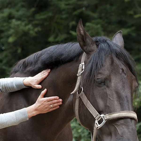 Cranio Sacraal Therapie paarden