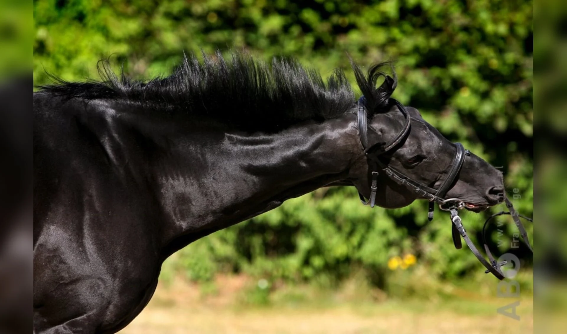 Voorjaar en headshaken bij paarden