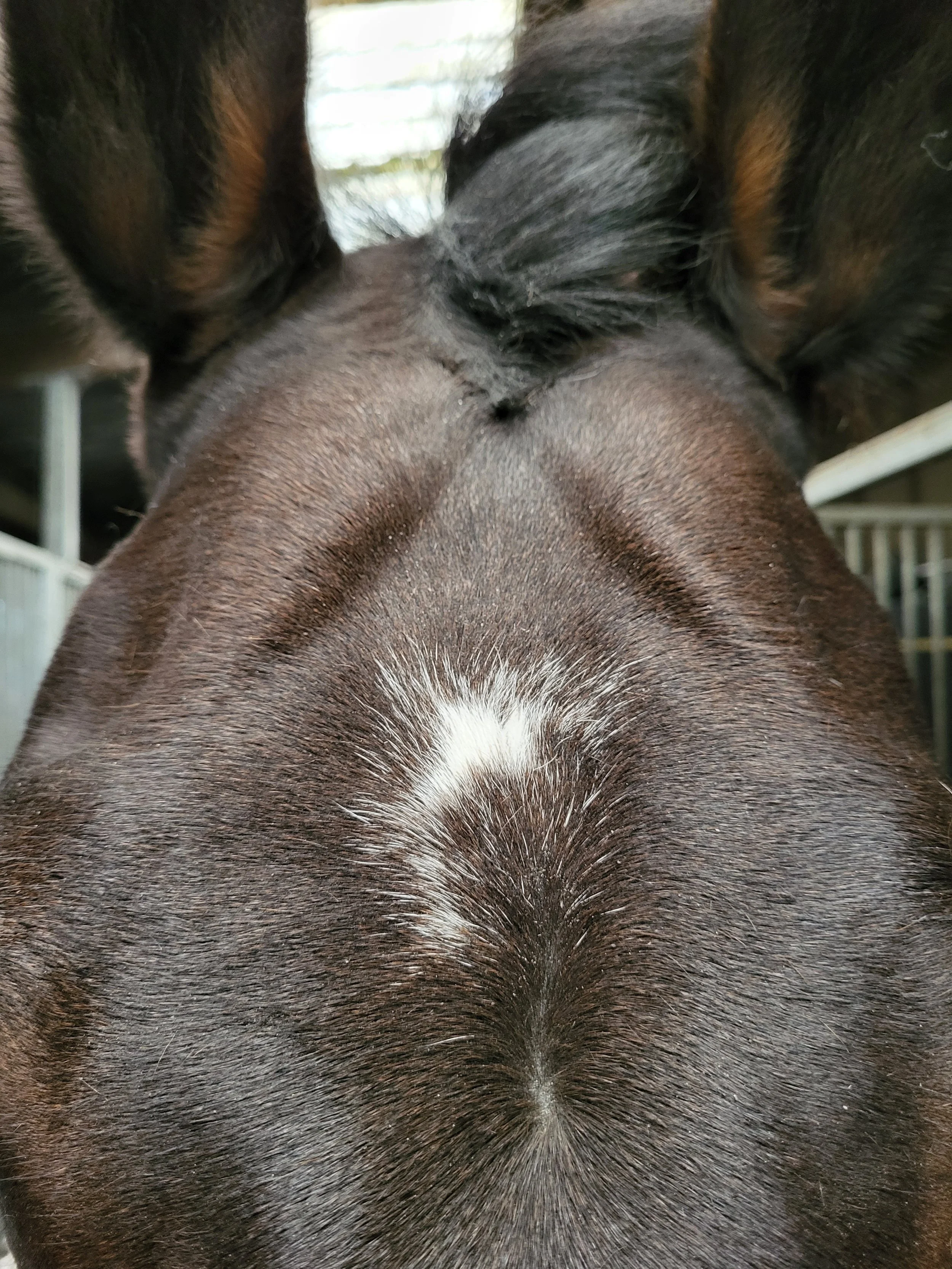 Wally temporale 1 (1).jpg