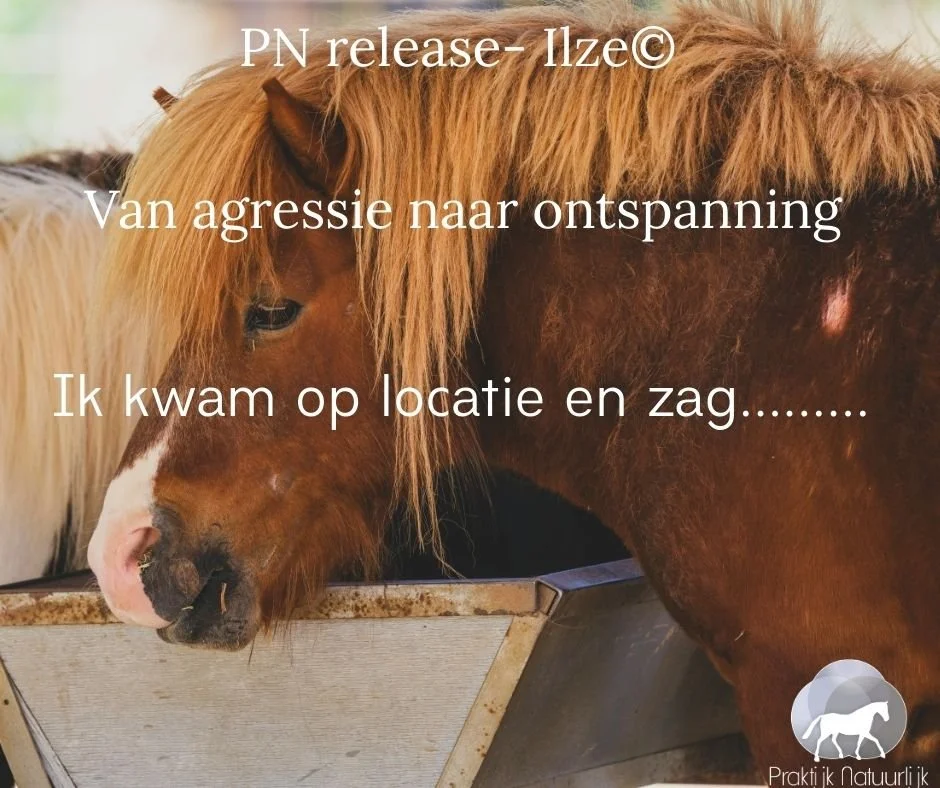 Shetlander Koos – van agressie naar ontspanning 