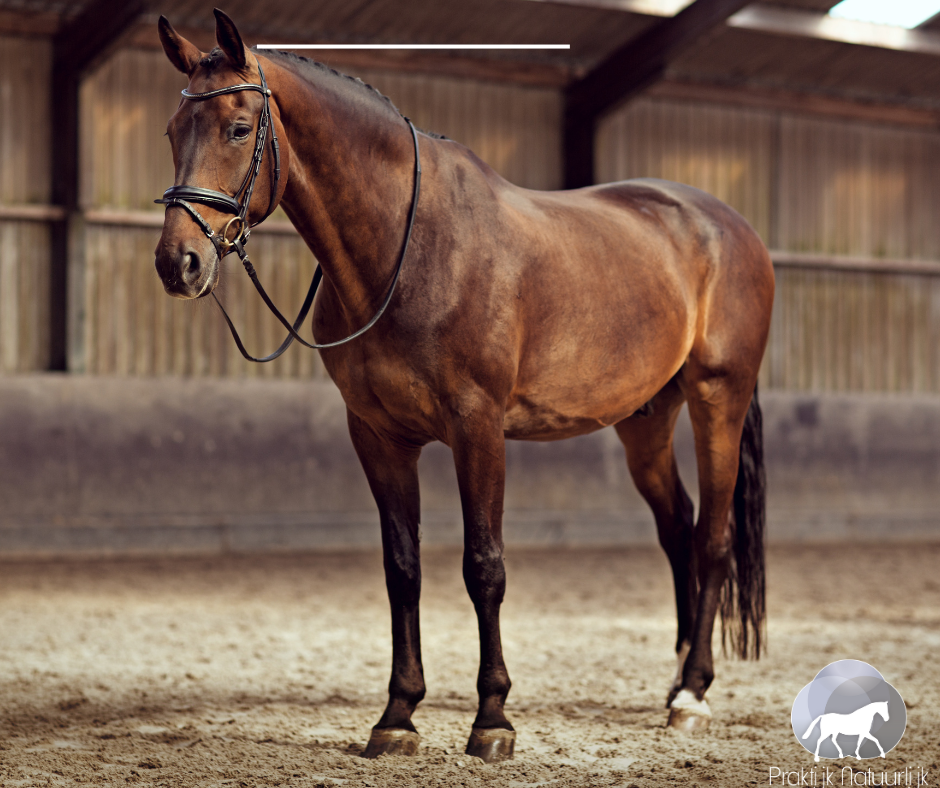Hoe kan het bekken van je paard “rechter” worden?
