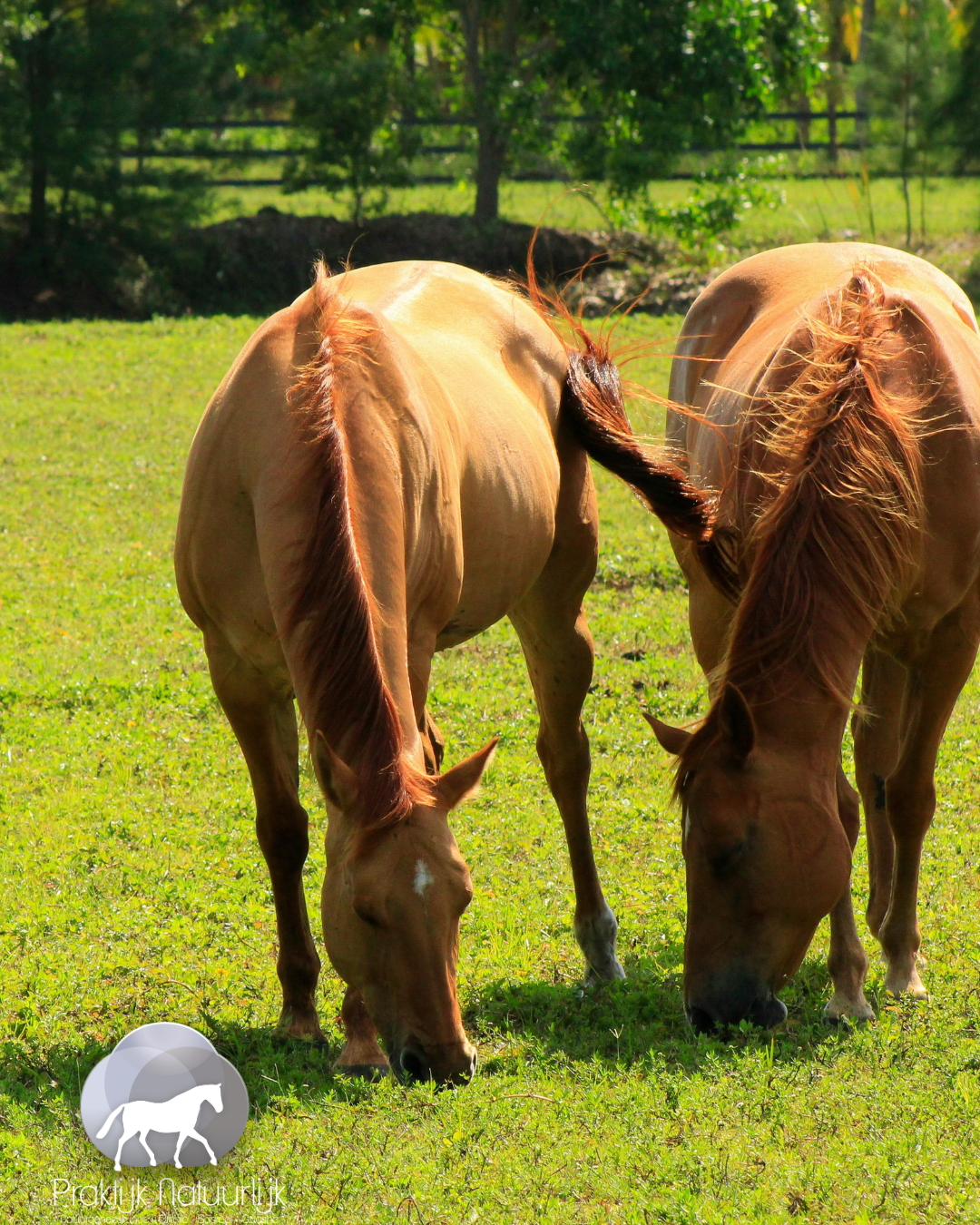 Headshaking bij paarden: wat het is &amp; welke opties er zijn