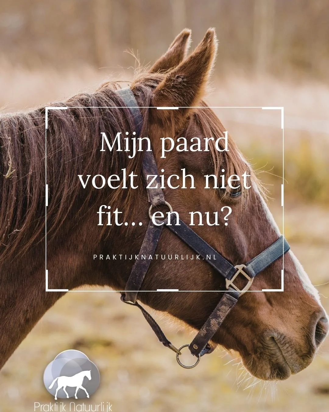 “Mijn paard voelt zich niet fit… wat kun jij doen?”