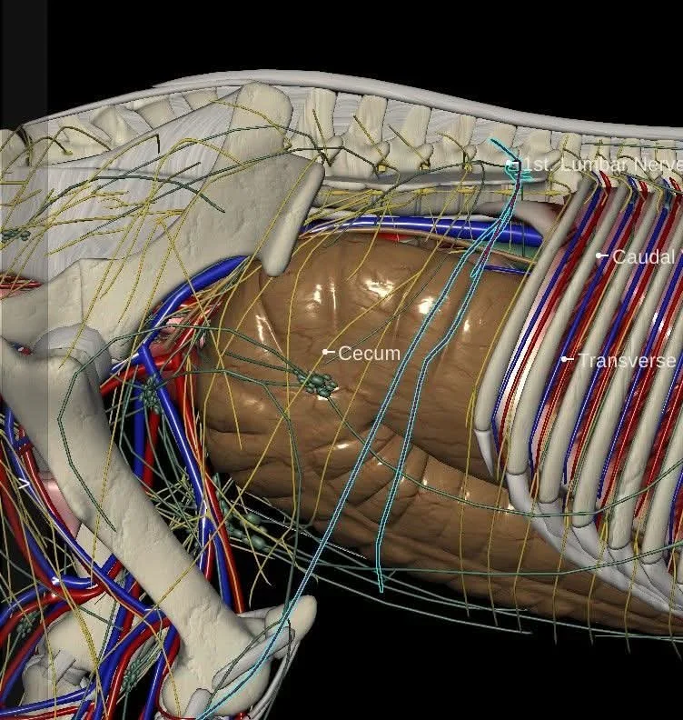 Orthomoleculaire voeding voor paarden