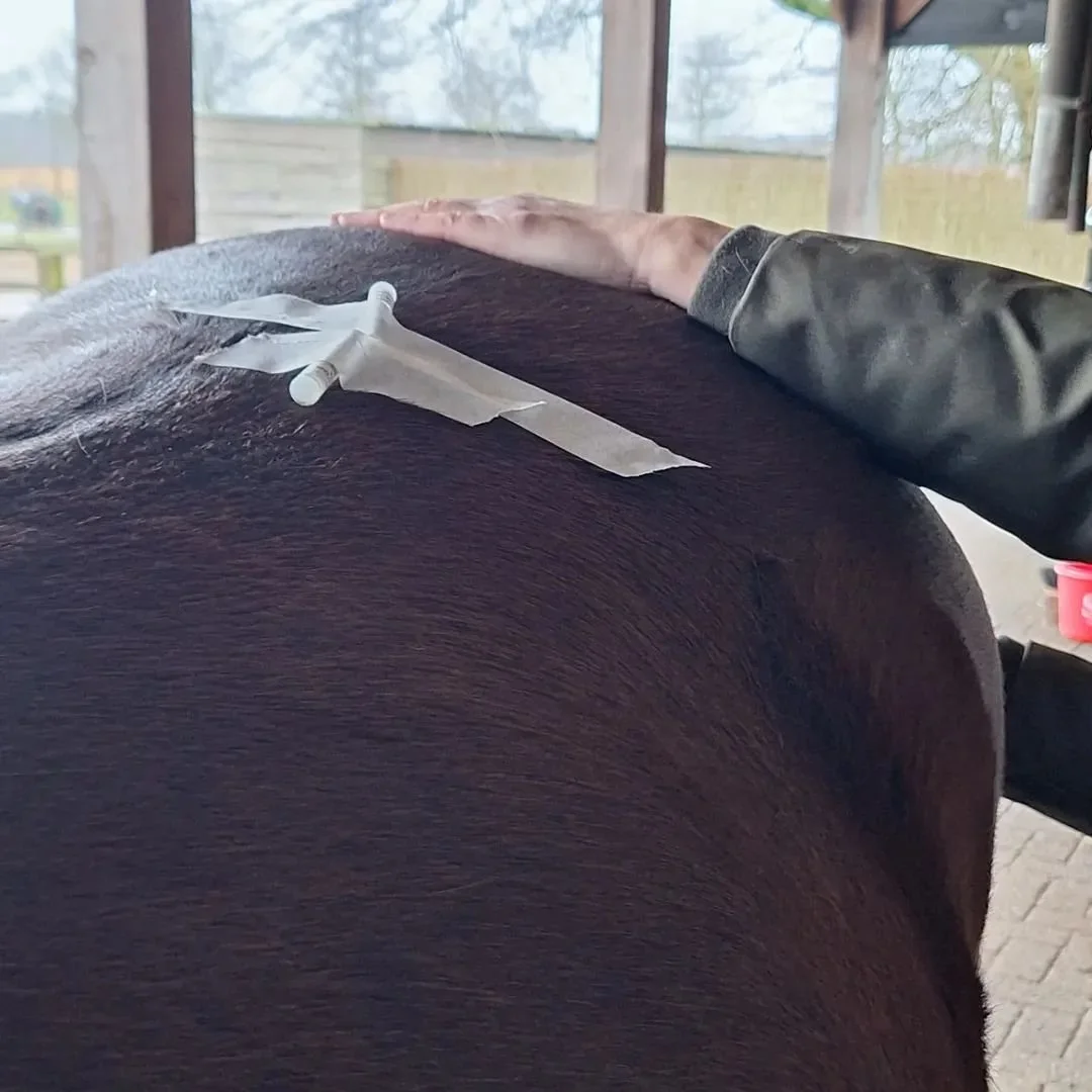 Tijdens het consult werk ik met aanvullende afstemmethodes, zoals de connectiesensor (biotensor) en frequentie buisjes. Deze gebruik ik als hulpmiddel bij het formuleren van een passend en welzijnsgericht advies.