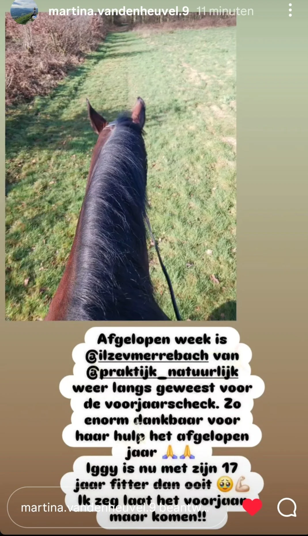 Ontspanningsbehandeling bij paard met craniosacraal techniek – Praktijk Natuurlijk