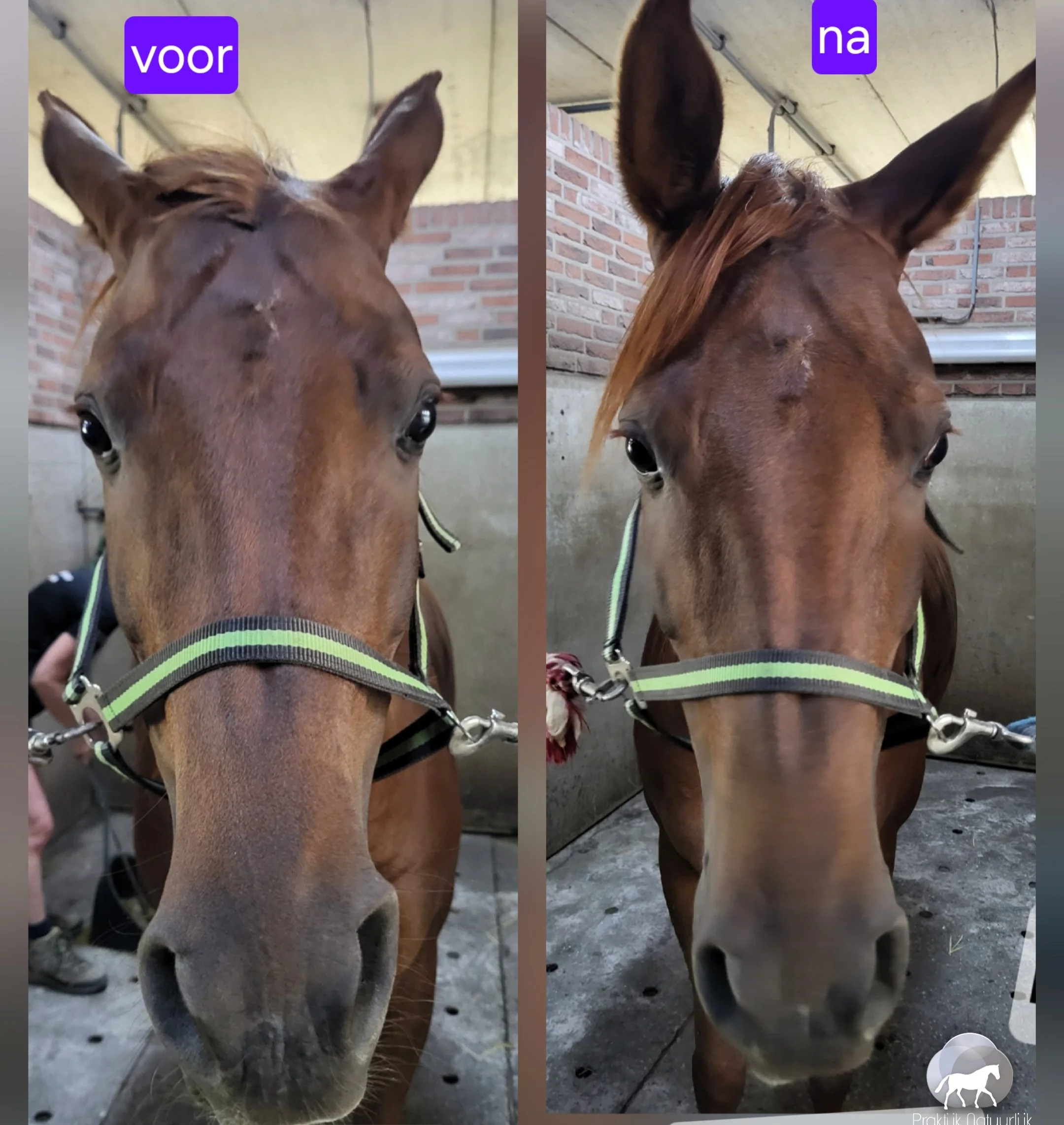 Paard in ontspanning na craniosacraal behandeling