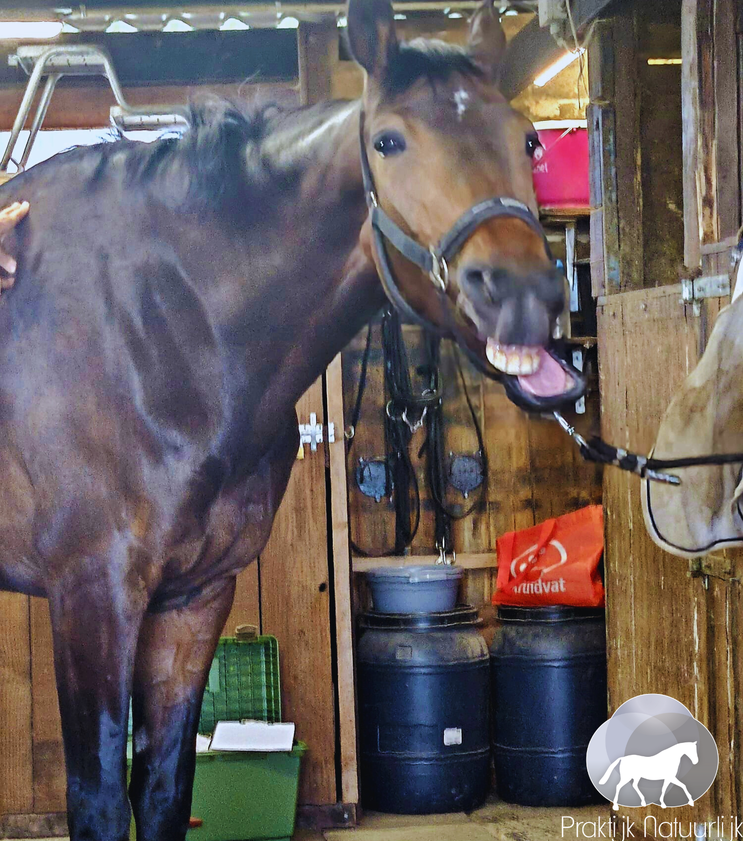 Sportpaard in eventing springt krachtig en ontspannen in gelderland na Praktijk Natuurlijk behandeling door Ilze