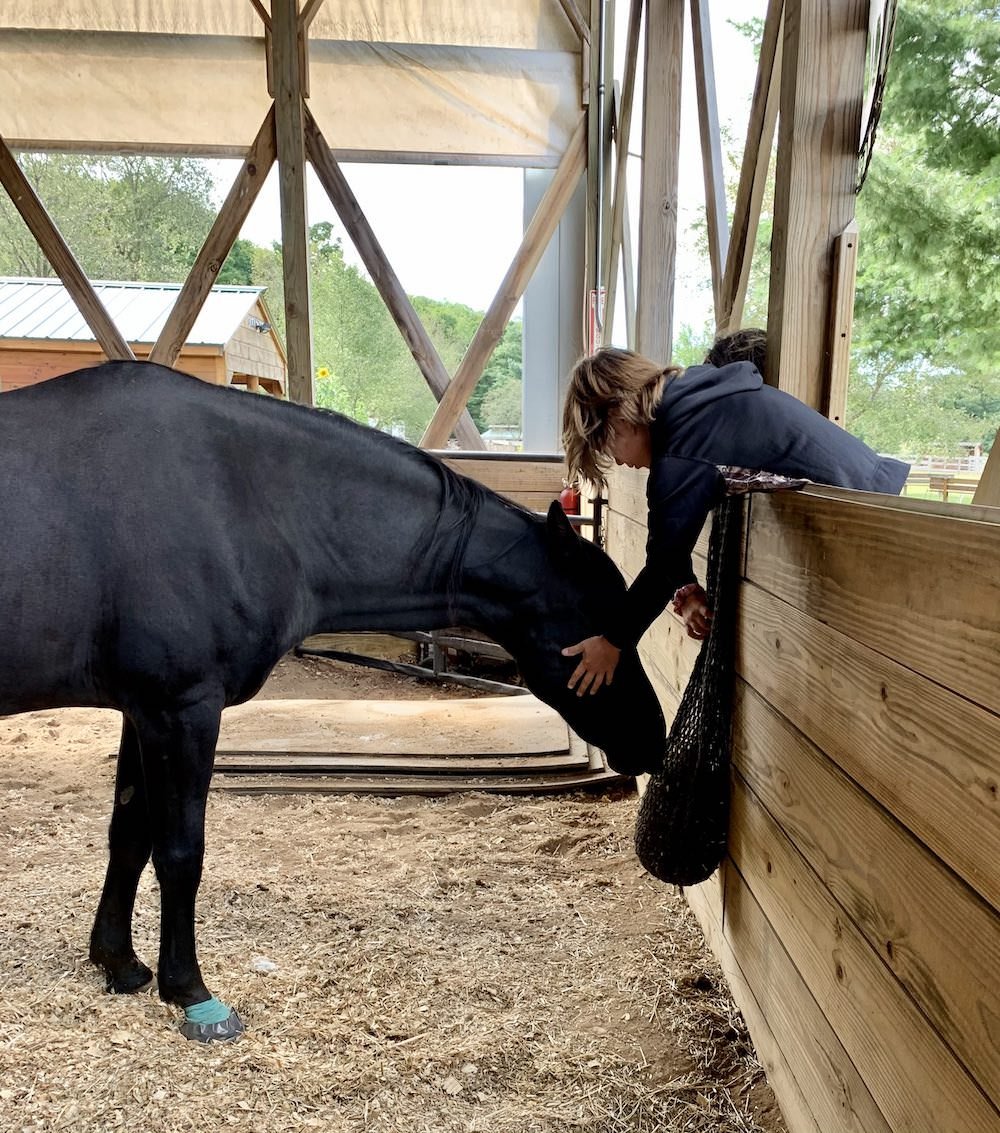 Trauma Therapy with Horses for Veterans, Adults, and Children in Traverse City, MI
