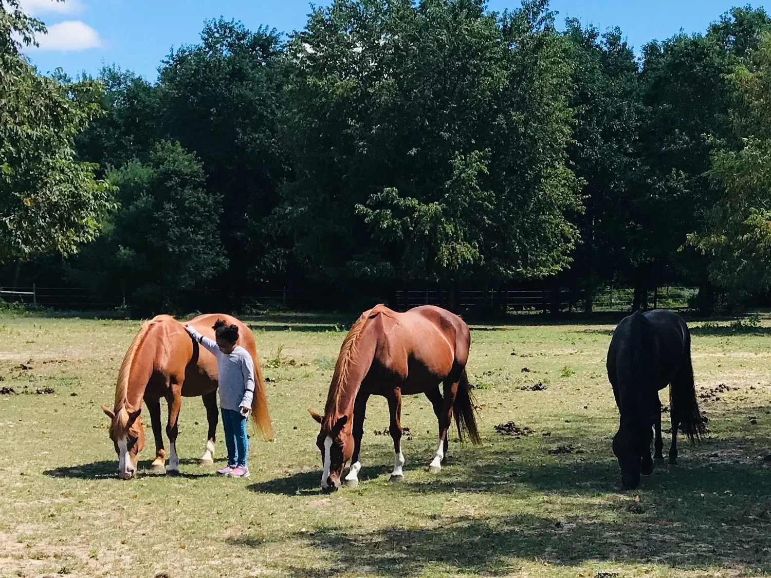 Peace Ranch | Equine Assisted Therapy | Traverse City, MI