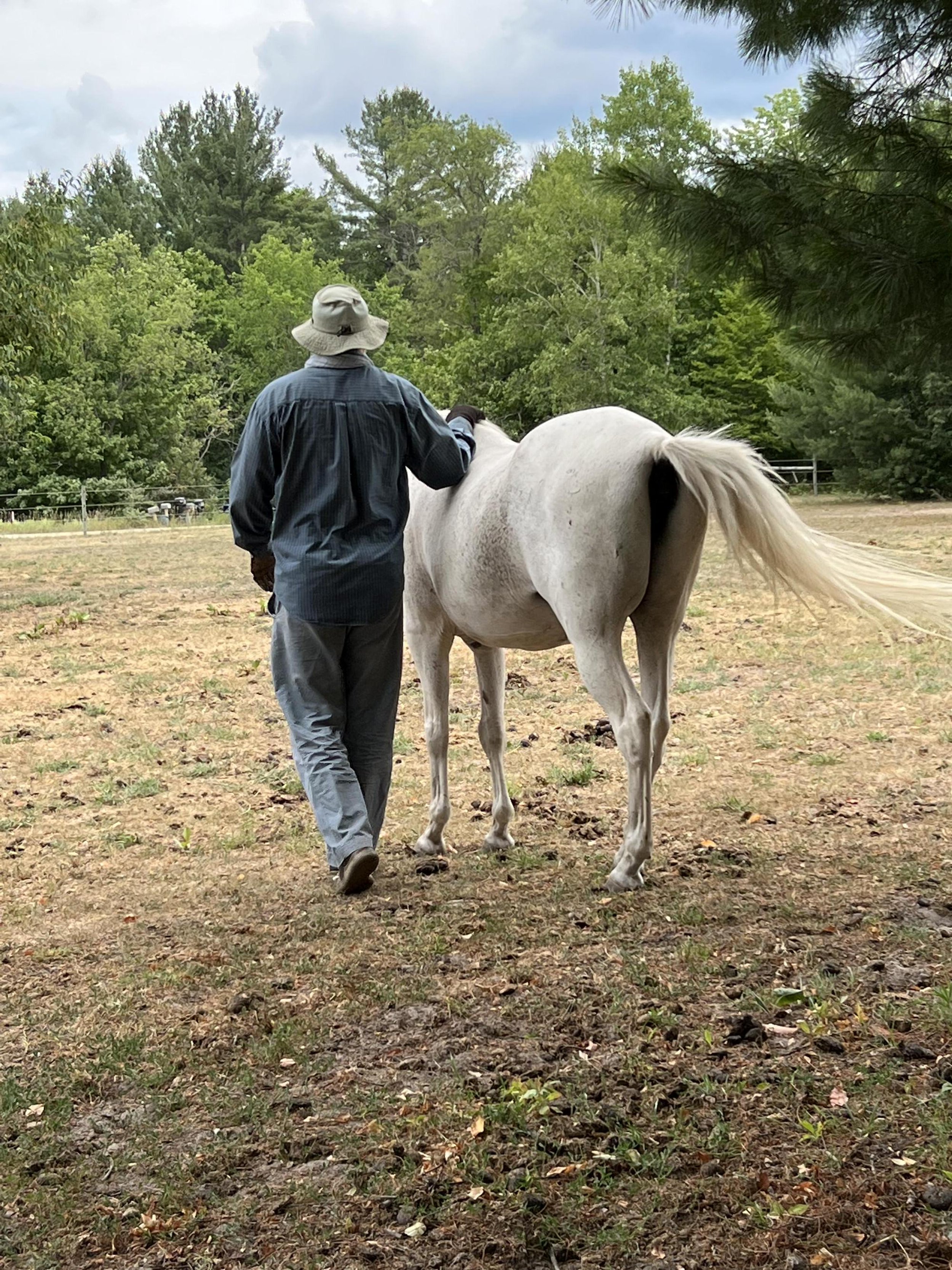 Trauma Therapy with Horses for Veterans, Adults, and Children in Traverse City, MI