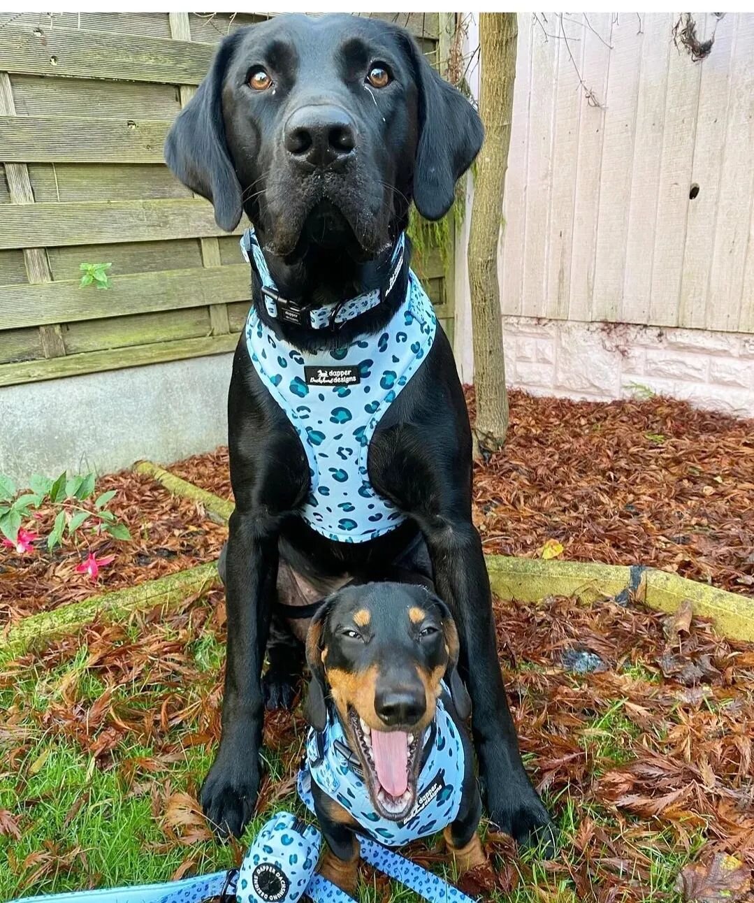 Matchy matchy Mondays 💙🩵

The super cute Nelson + Noah are matchy matchy in Blue Steel Leopard 🩵💙 

A few large harnesses are still available in our closing down sale for just &pound;3 each!! 😱😱😱

We also have XS and Medium collars available f