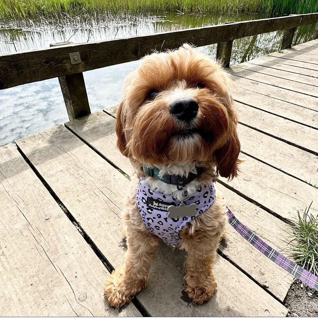 Our closing down sale is still on but we are super limited on stock now.. get your paws on our Lush Leopard harness for just &pound;3!! 🩷

As modelled by @cavapoocalledhamish 🐶🐾

www.dapperdachshunddesigns.com