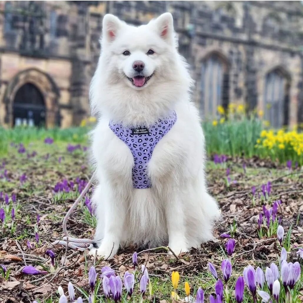 Just a happy, happy dog 💜 @milly.thesamoyed wears Lush Leopard 🐾🐆

We only have a handful of Large harnesses in this design left - just &pound;3 each 😱🙌🏻🩷

www.dapperdachshunddesigns.com