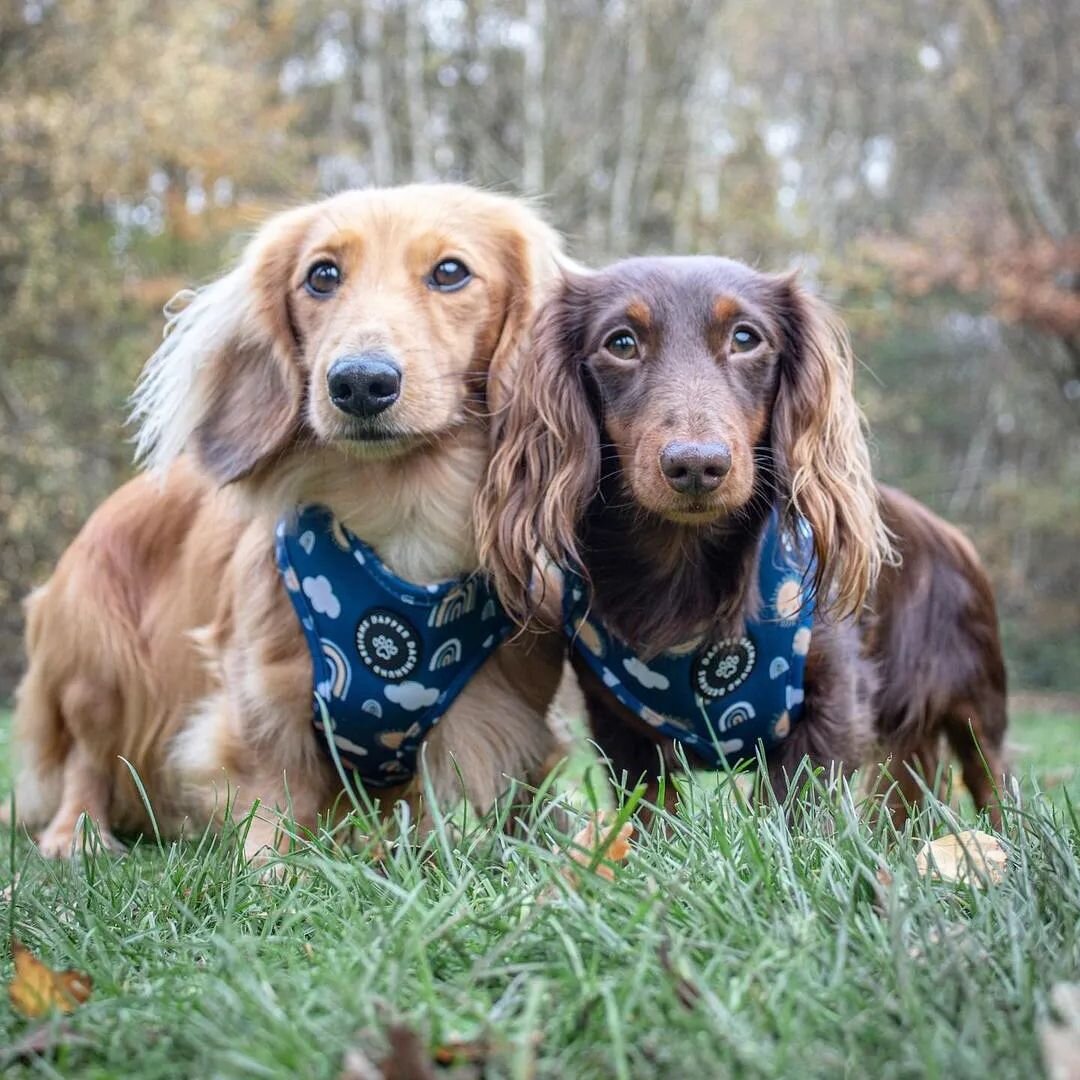 #tbt to these absolute cuties @arlominidachshund 💙🩵

Both boys wear Sunshine &amp; Showers which is pretty apt for the weather right now 😭☔🐾

Head over to the website to get your paws on this design! Super limited on harnesses available with matc