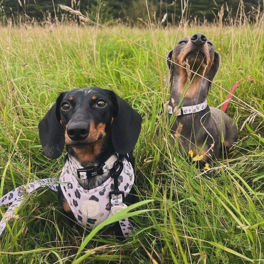 There are two types of people in the office on a Friday..

Sushi - just wants to go home 🤦🏼&zwj;♀️
Lola - absolutely lost the plot after a week of meetings that could have been an email 

Both girls wear Luxe Leopard - we literally have a handful l