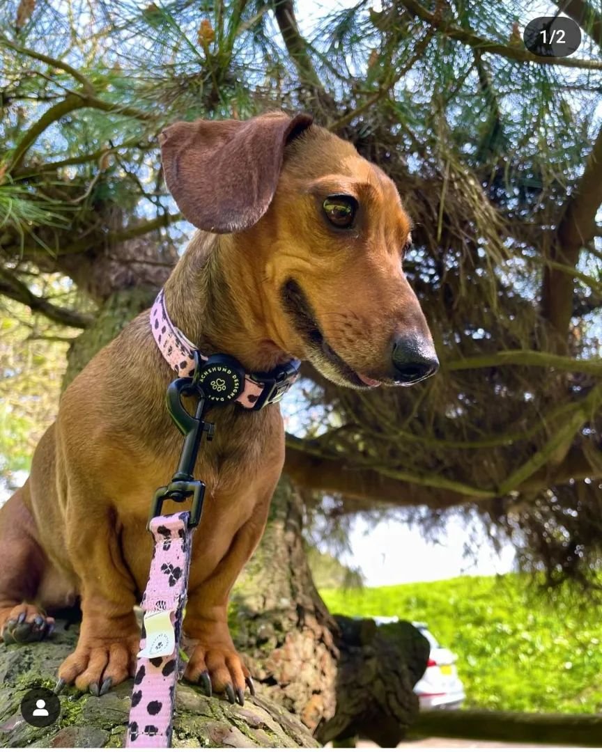 How nice has the weather been today?! 🙌🏼☀️

Here's @sauci_thesausage enjoying the sunshine in Wild Thing 🩷

This set and all our other designs are in the sale but are quickly selling out! Collars in this design are just &pound;3!!! Matching leads 