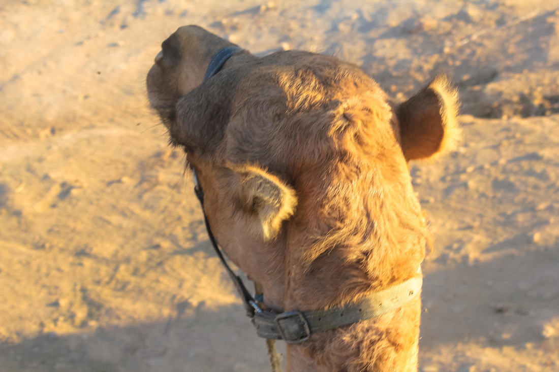 From cats to camels.