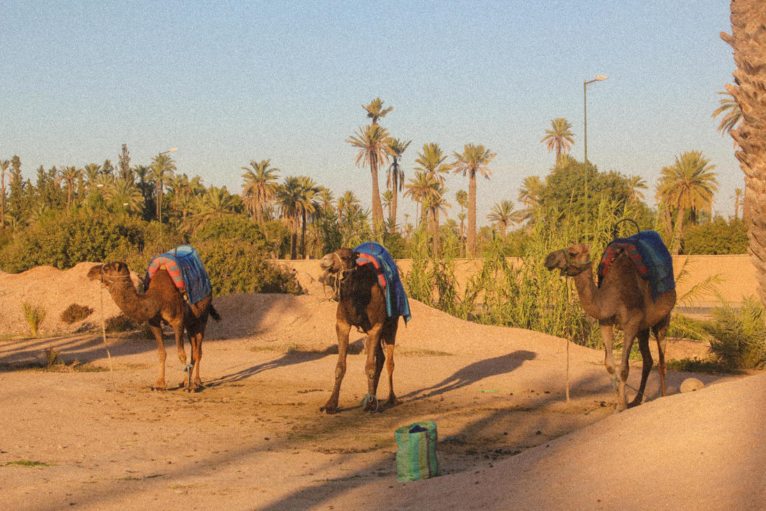 camels_orig.jpg