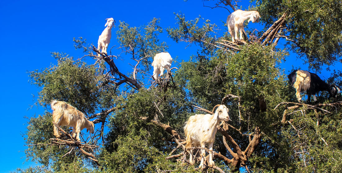 tree-goats_orig.jpg