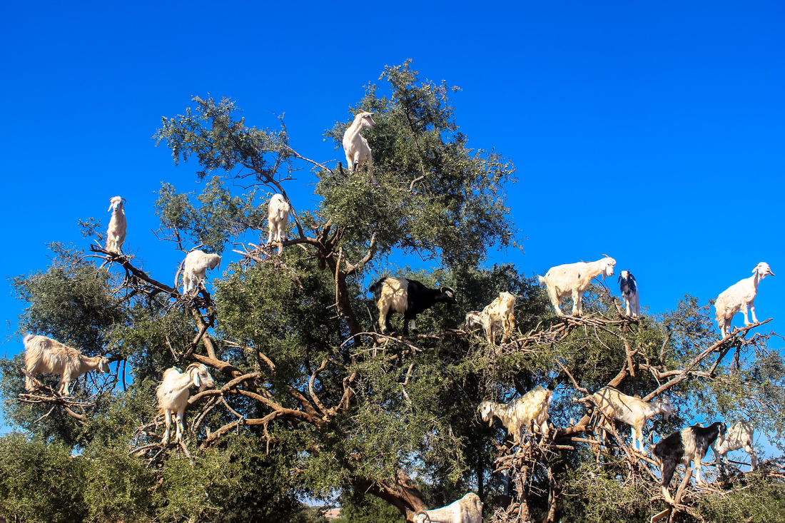 These are the famous Tree Goats located in Tamri, just miles outside of Essaouira.