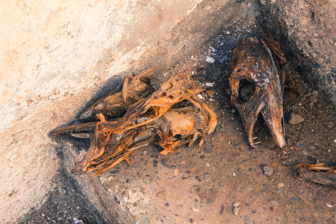 A creepy find on the steps of a castle. I guess a baby dragon didn't make it out...