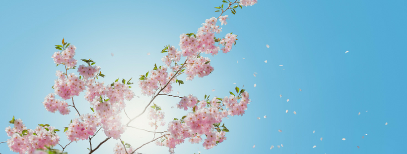 Bilde 05 Blomster.png