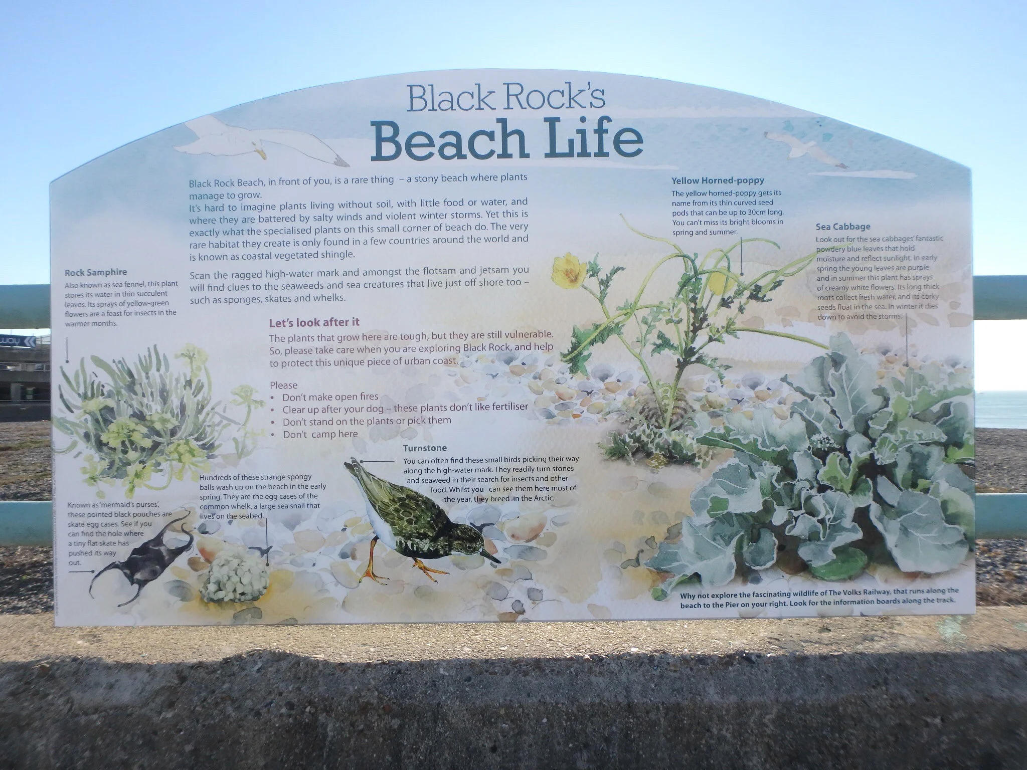 Black rock visual.jpg