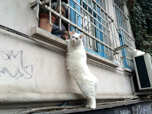 tumblr_inline_ne427dylm91rgin6a.jpg
