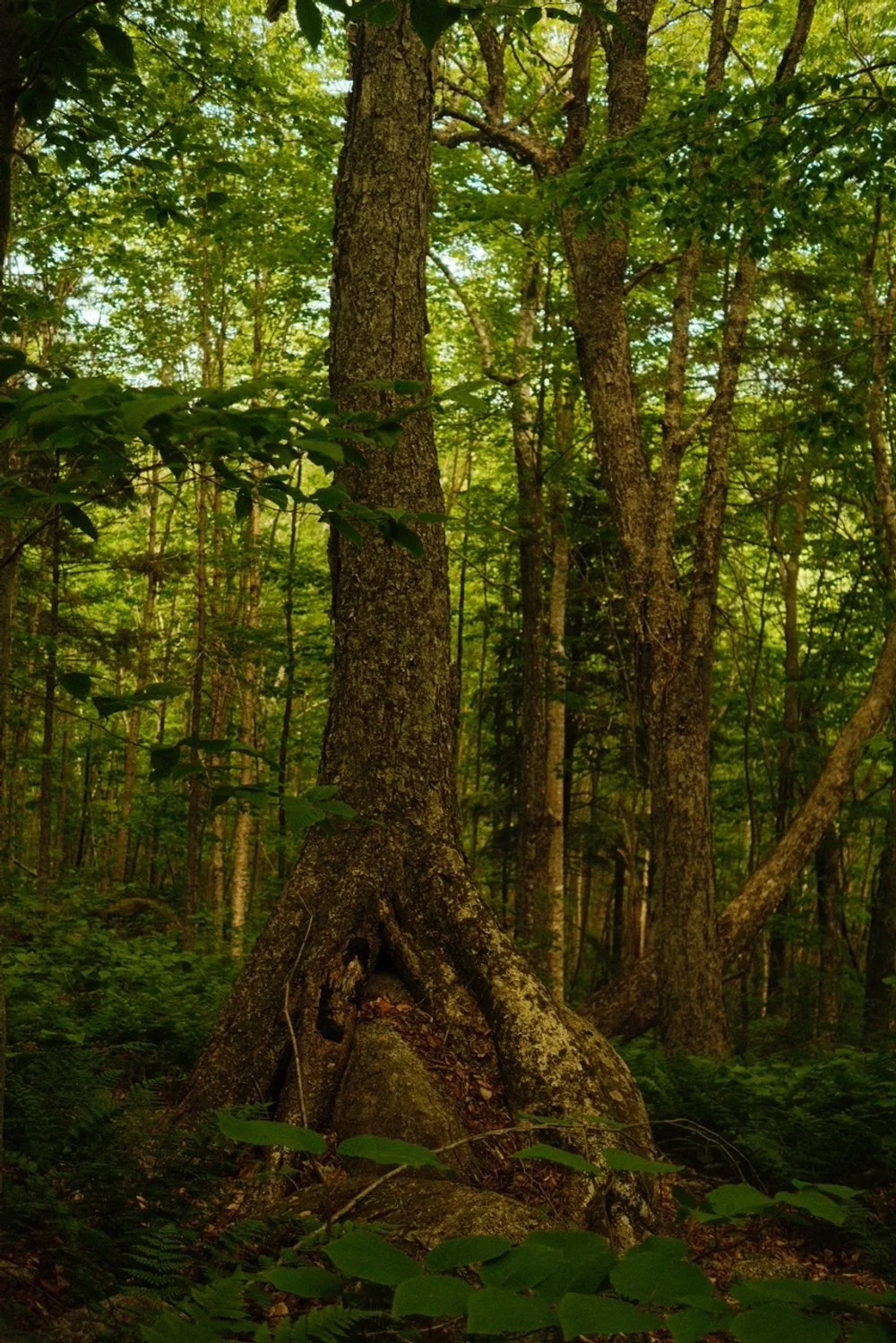 image2 (4).jpeg