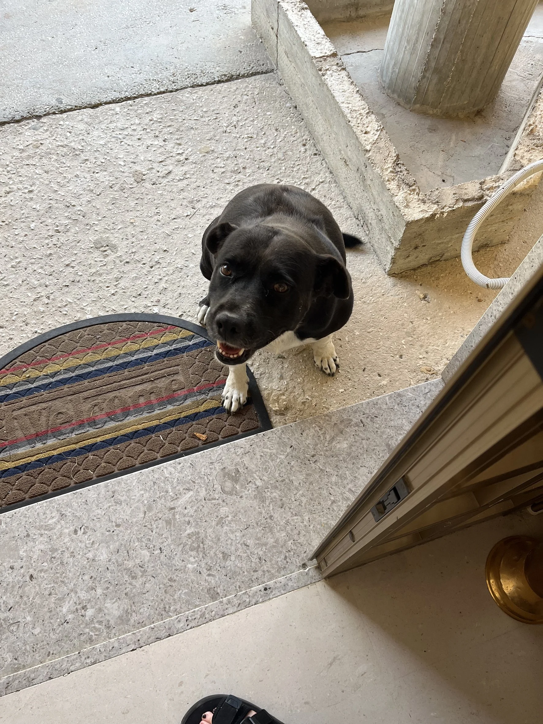 14 DOGS.jpg