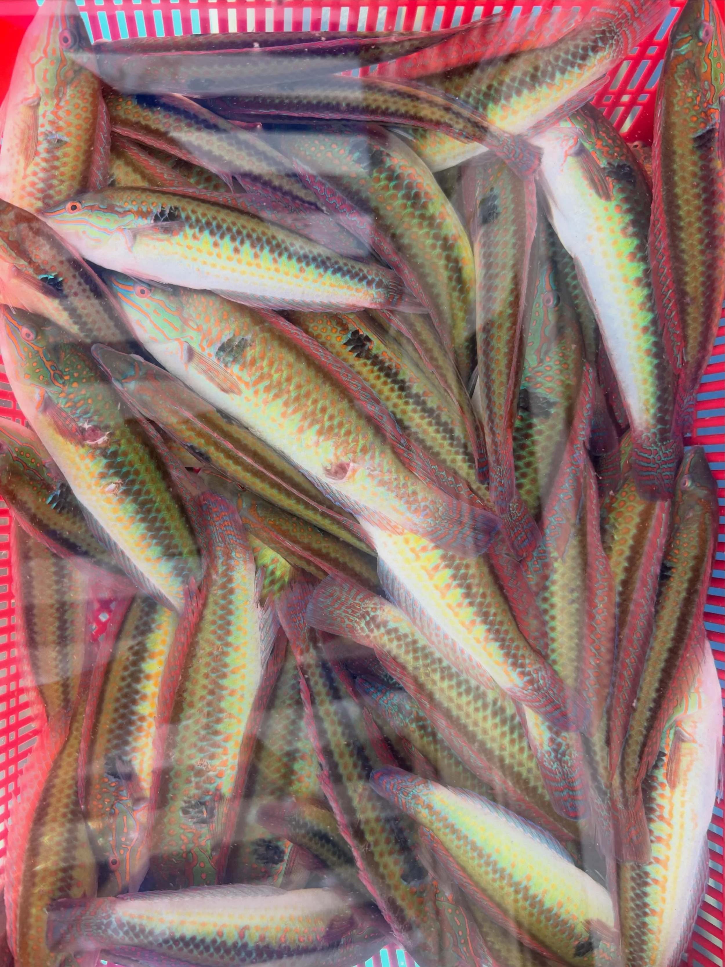 imgi_4_772972179_18614097781046994_8656527771249896817_n.jpg