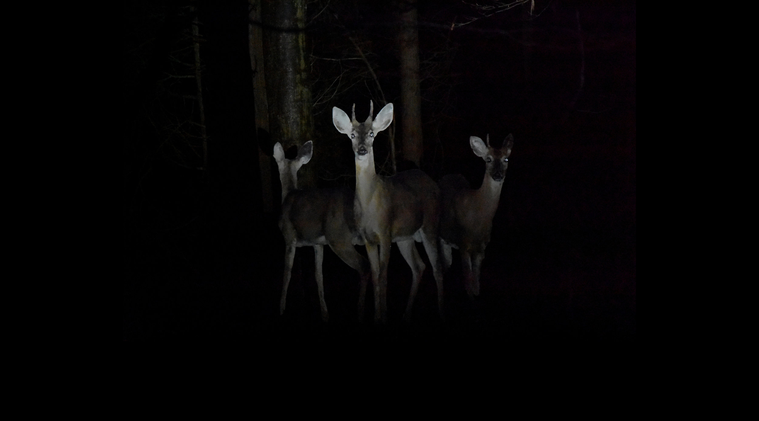  Three Deer 