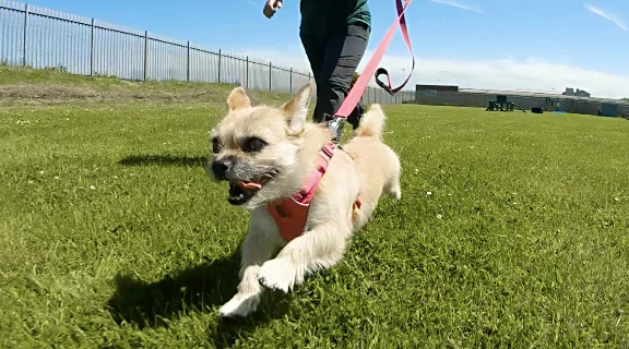 3-dog.jpg