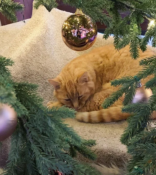✨ it's beginning to look a lot like christmas 🎄 Malibu is tired from decorating the christmas tree 🐱 ➡️ swipe for the tree
#sorellhotels #sorellhotekz&uuml;richberg #christmasatz&uuml;richberg #welcometoourhotel #christmaswithaview #hotelswithcats 
