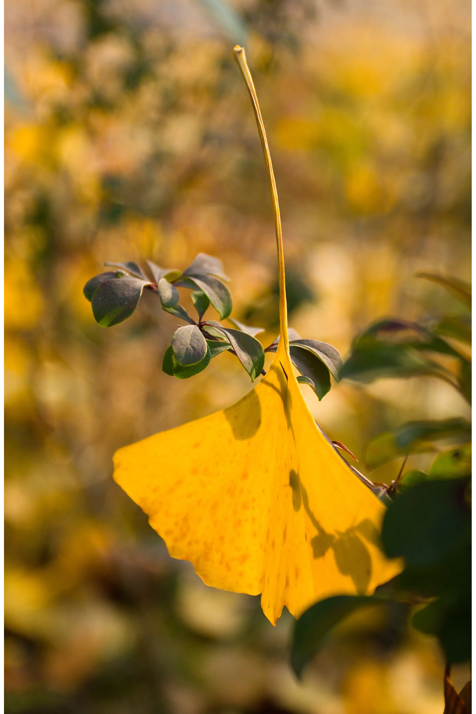 The Autumn Leaves of Nanjing_2.jpg