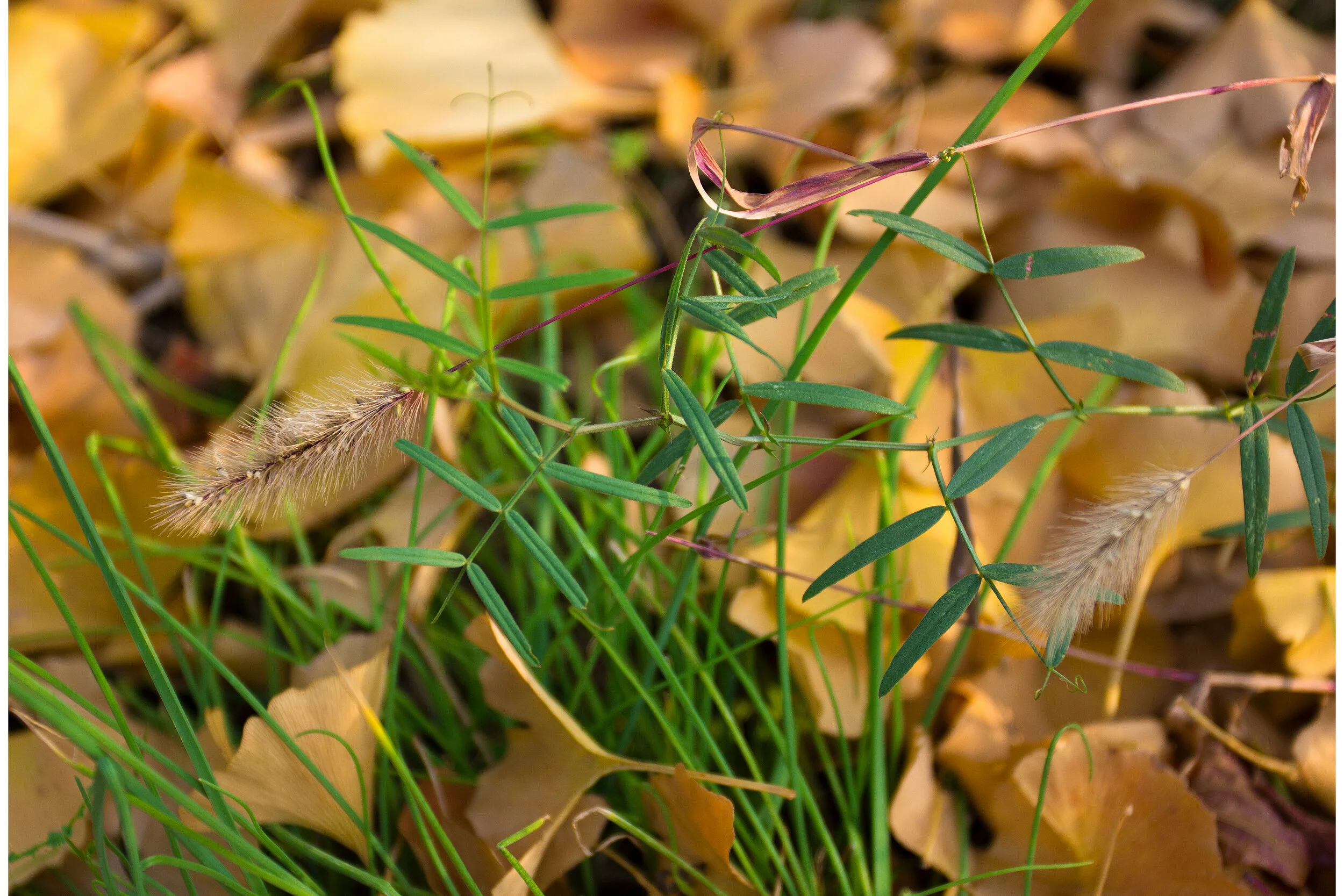 The Autumn Leaves of Nanjing_1.jpg
