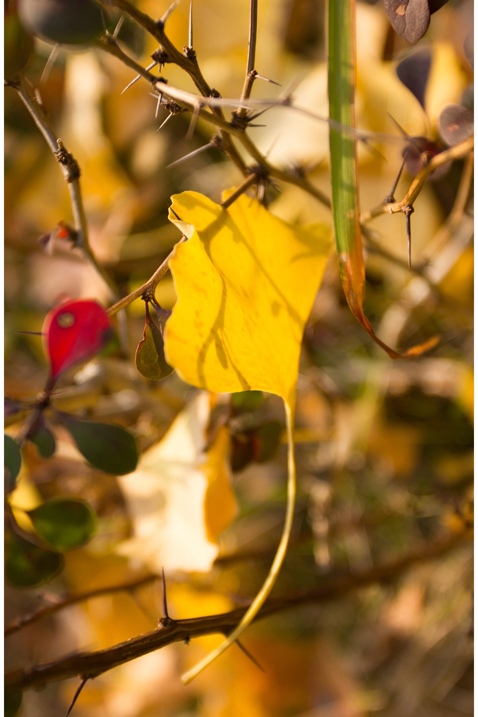 The Autumn Leaves of Nanjing_5.jpg