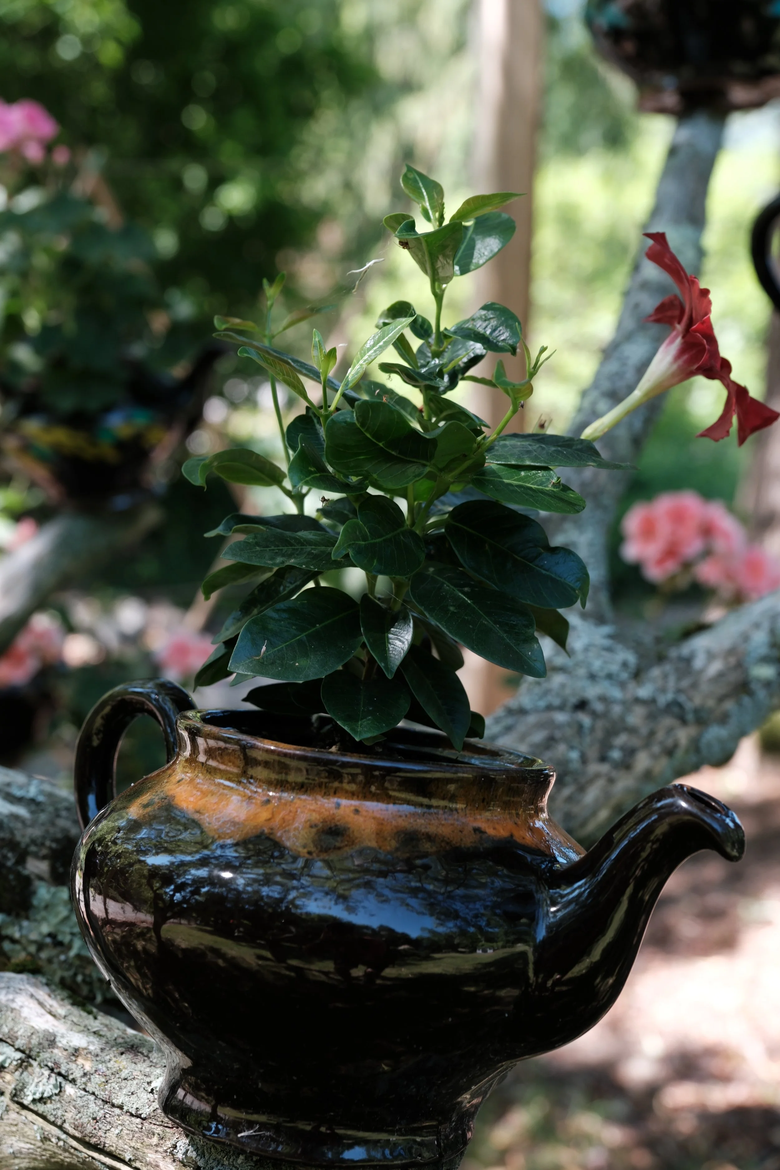 DSCF4916.JPG