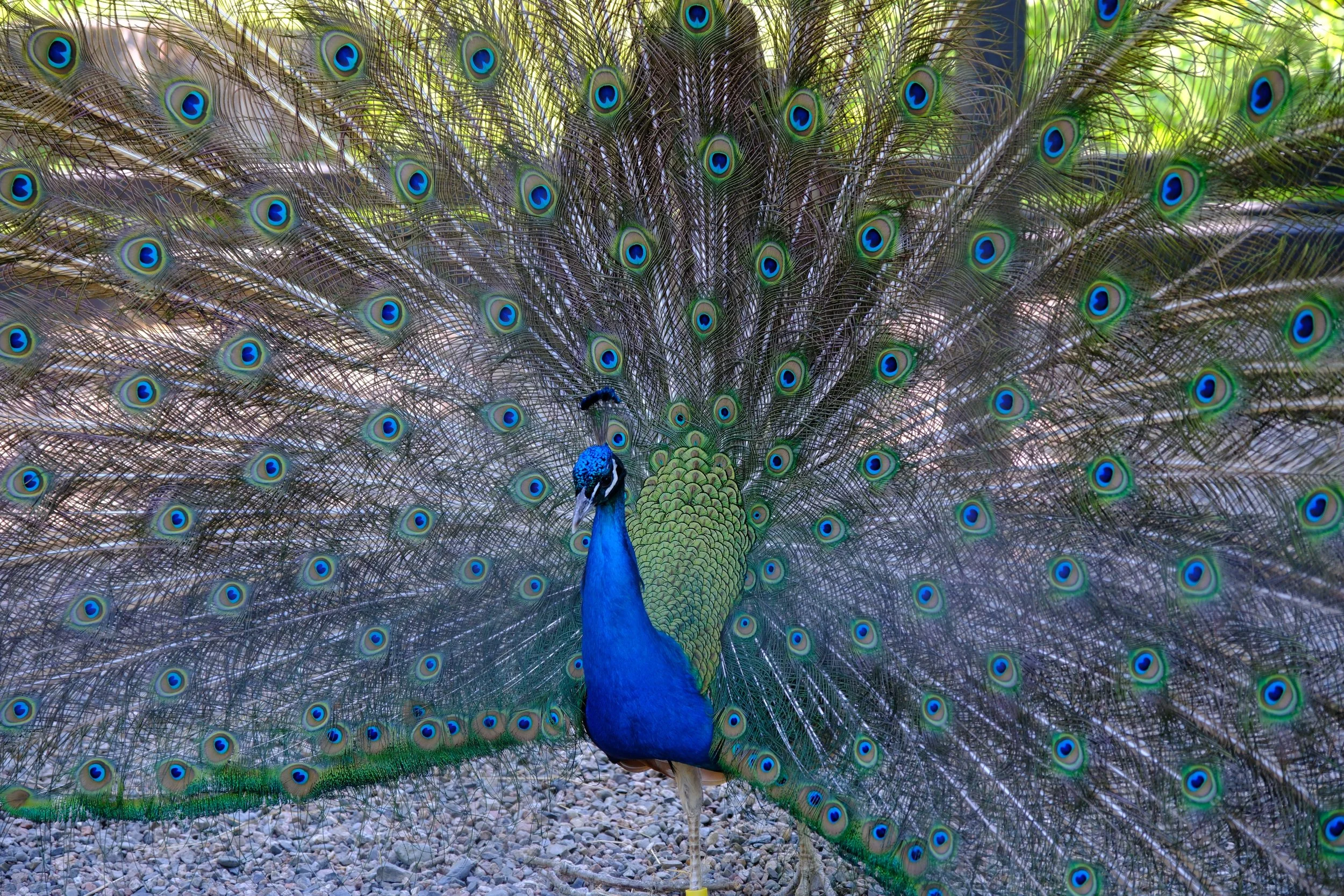 DSCF4952.JPG