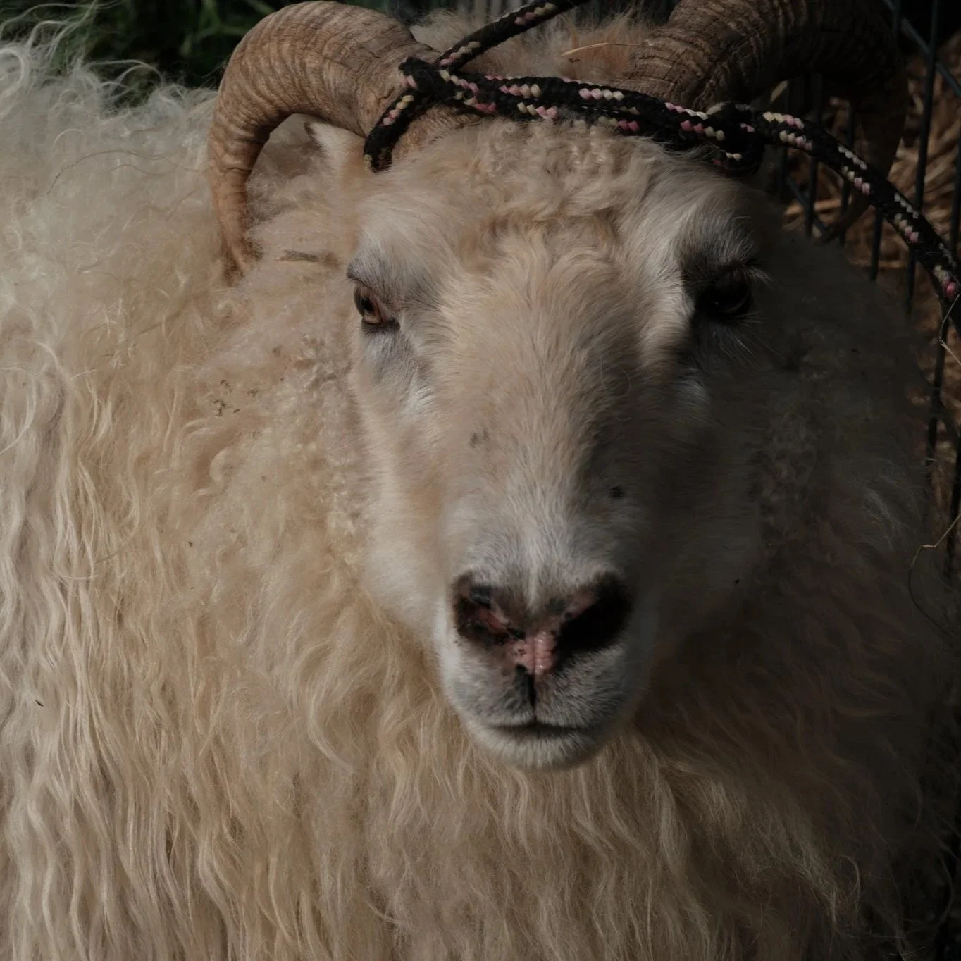 DSCF5549.jpg