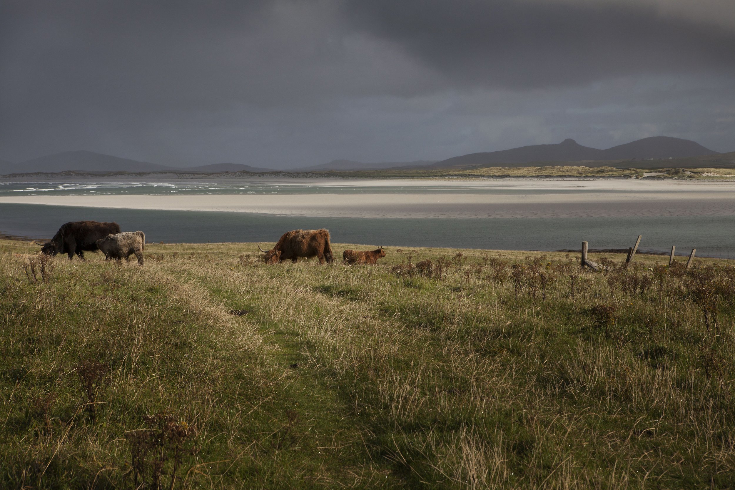 TrixPixMedia-ArdbhanFold-Ardbhan cattle on Vallay island-bySophieGerrard.jpg